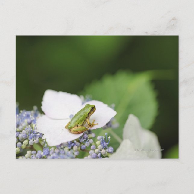 Träd Frog Sitta på ett Hydrangea, Hyogo Vykort (Framsida)