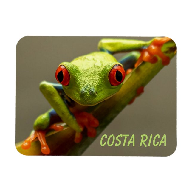 Träd Frog Tittar dig i Costa Rica Magnet (Horisontell)