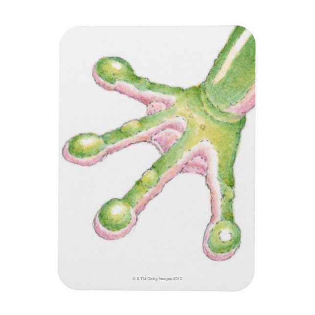 Träd Frog Toes Magnet (Vertikal)