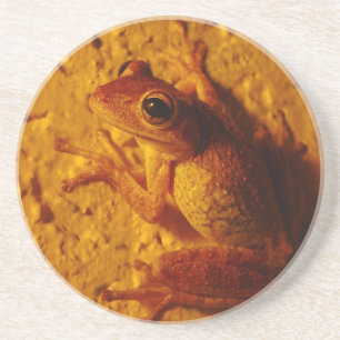 Träd Frog, Underlägg