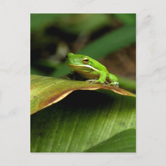 Träd Frog vykort (Framsida)