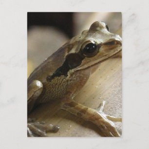 Träd Frog vykort