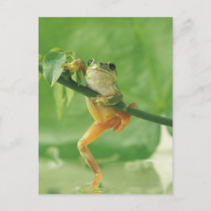 Träd Frog Vykort