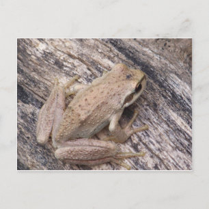 Träd Frog Vykort