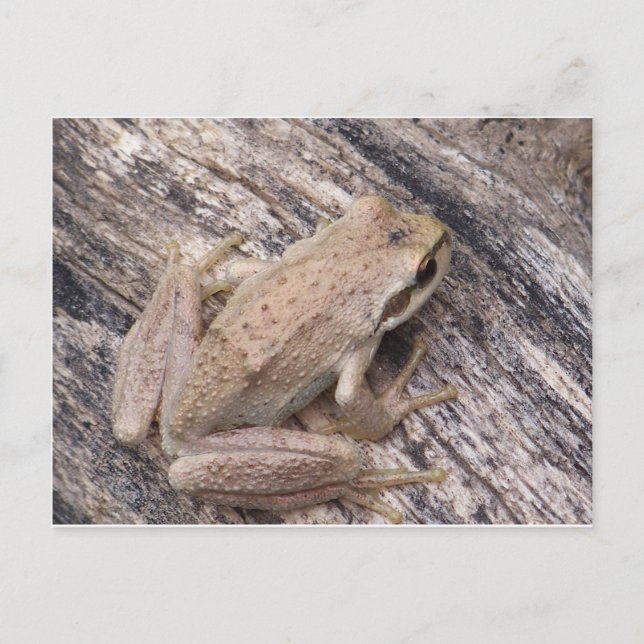 Träd Frog Vykort (Framsida)