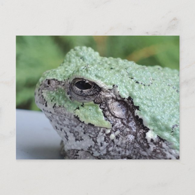 Träd Frog vykort (Framsida)