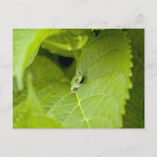 Träd Frog Vykort