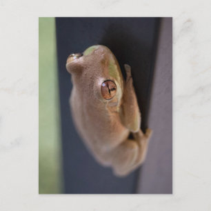Träd Frog Vykort