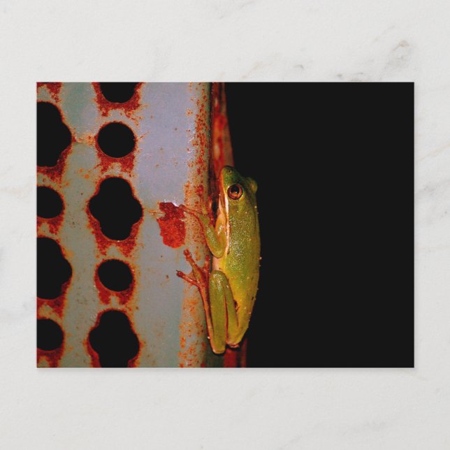 Träd Frog vykort (Framsida)