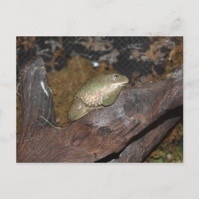 Träd Frog Vykort (Framsida)