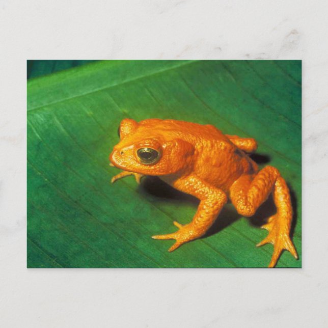 Träd Frog Vykort (Framsida)