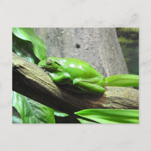 Träd Frog vykort
