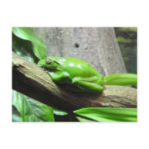 Träd Frog vykort
