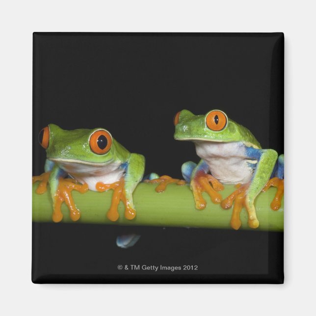 Träd Frogs (Agalychnis callidryas) på Magnet (Framsidan)