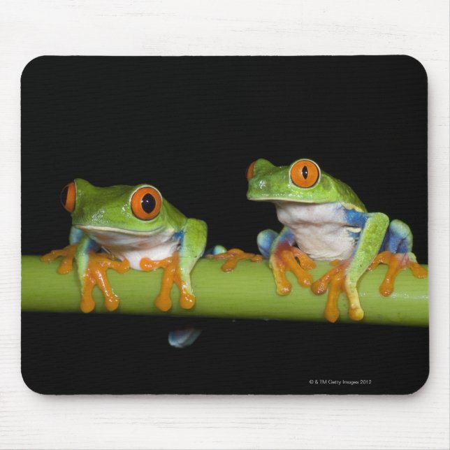 Träd Frogs (Agalychnis callidryas) på Musmatta (Framsidan)