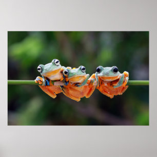 Träd Frogs Trio Poster