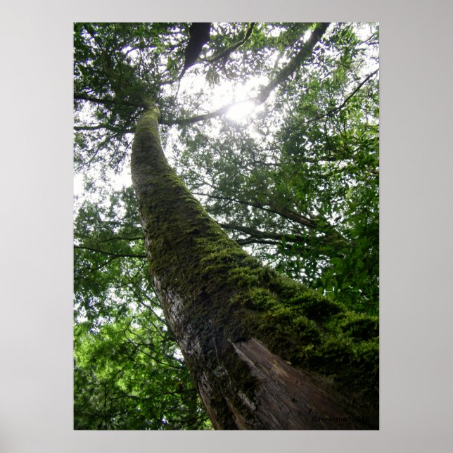 Träd Gamla Träd/Lalashan National Forest Sanctuary Poster (Framsidan)