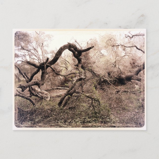 ’Träd’ Gilroy, CA Postcard Vykort (Framsida)