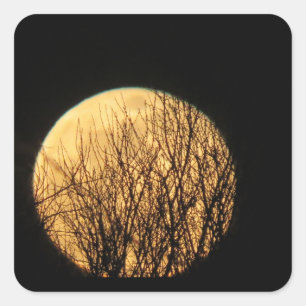 Träd Grenar framför Spooky Halloween Måne Fyrkantigt Klistermärke