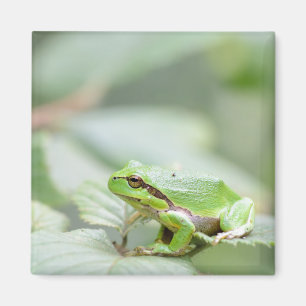 Träd groda i grönt magnet