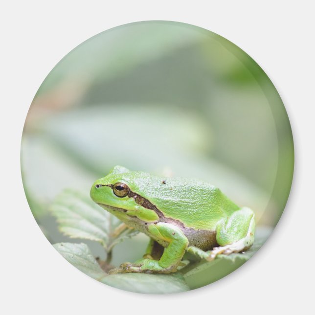 Träd groda i grönt runt magnet (Framsidan)