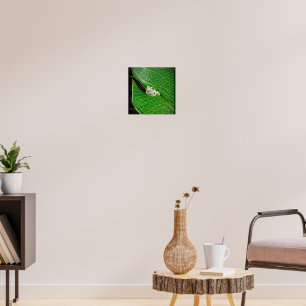 Träd groda på A Löv Poster