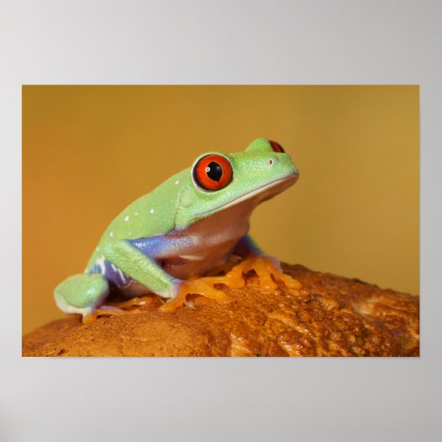 träd groda, rödögd, baby poster (Framsidan)
