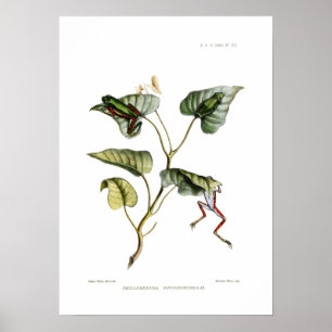 Träd grodor poster