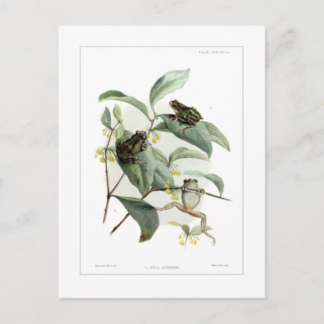 Träd grodor vykort (Framsida)