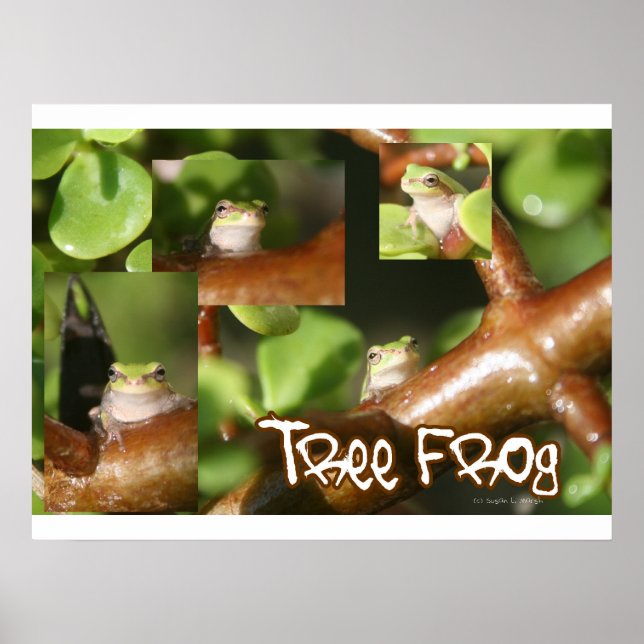 Träd grossammet, samma groda, olika groddar poster (Framsidan)