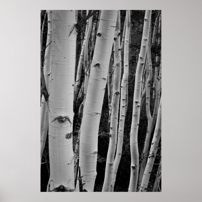 Träd har Ögon Poster (Framsidan)