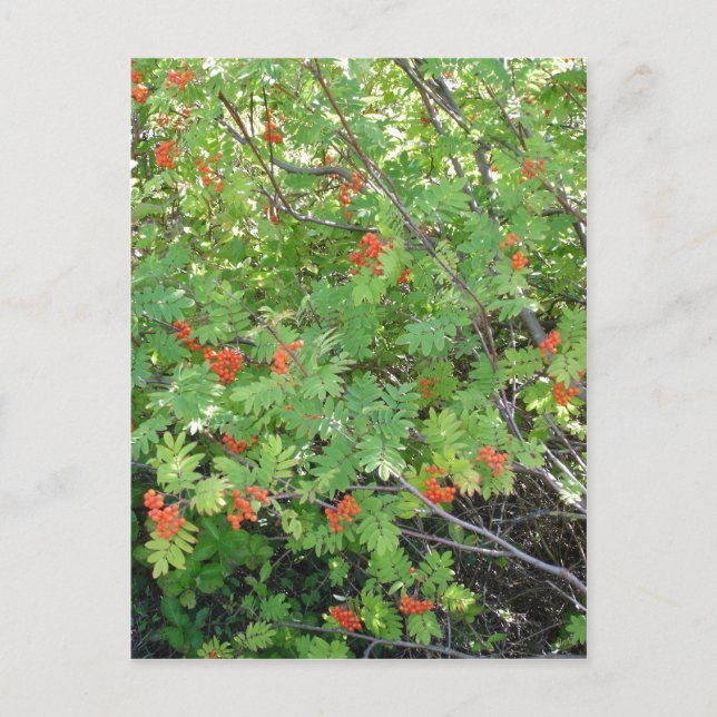 Träd heter Rowan på engelska (vetenskaplig Vykort (Framsida)