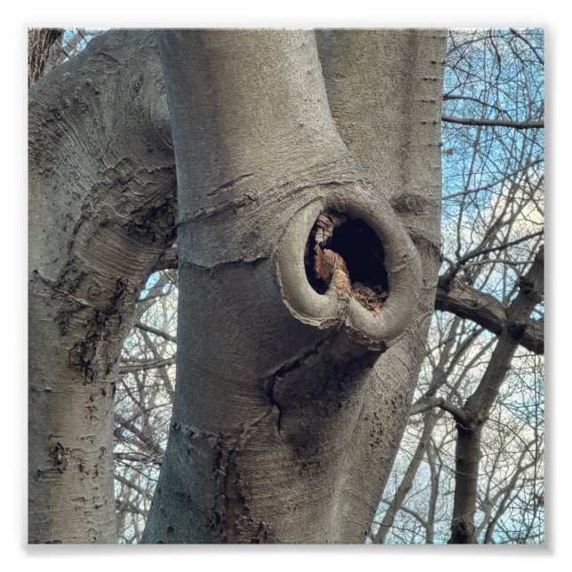 Träd Hjarta Fototryck (Framsidan)