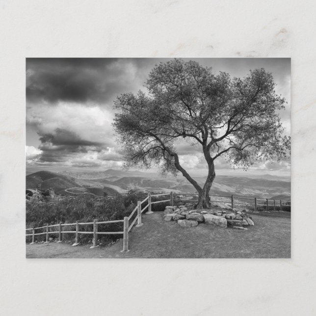 Träd högst upp på backe vykort (Framsida)