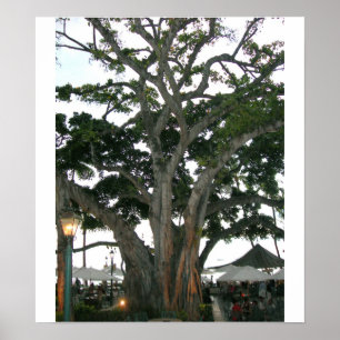 Träd Honolulu, Hawaii Waikiki strand Poster