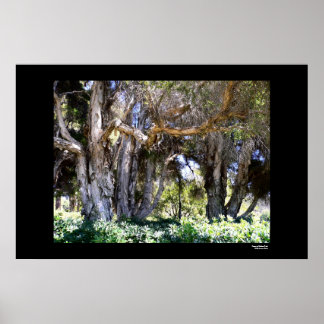 Träd i Balboa Park Poster