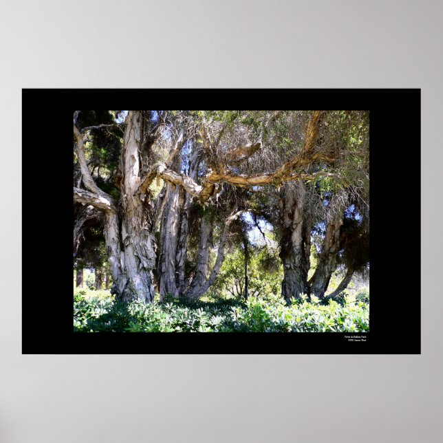 Träd i Balboa Park Poster (Framsidan)