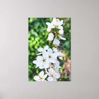 Träd i blom i Rumänien på våren – Blomfotogra Canvastryck