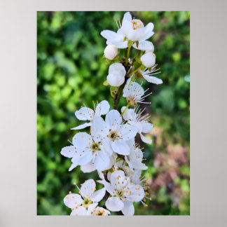 Träd i blom i Rumänien på våren – Blomfotogra Poster