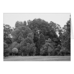 Träd i Bute Park, Cardiff - BW Hälsningskort