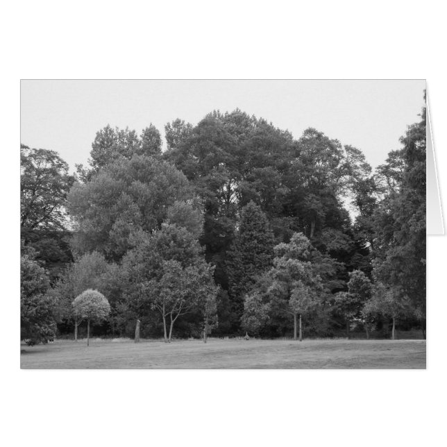 Träd i Bute Park, Cardiff - BW Hälsningskort (Framsidan Horizontal)