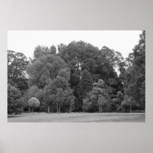 Träd i Bute Park, Cardiff - BW Poster