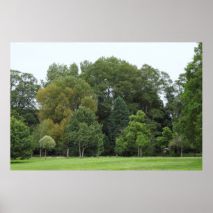 Träd i Bute Park, Cardiff Poster