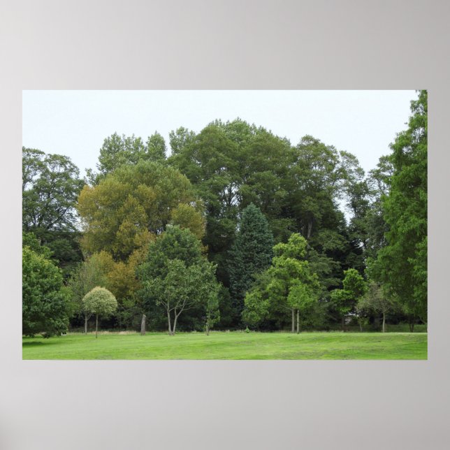 Träd i Bute Park, Cardiff Poster (Framsidan)