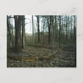 Träd i cirkel efter natur vykort