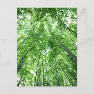Träd i en skog från grunden beskådar vykort