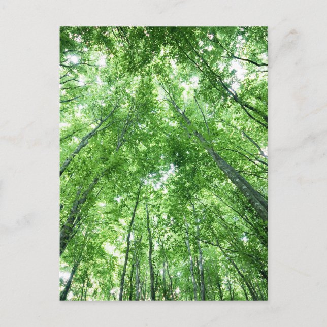 Träd i en skog från grunden beskådar vykort (Framsida)