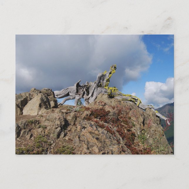 träd i ett berg vykort (Framsida)