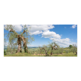Träd i ett landskap i Toscana Fototryck