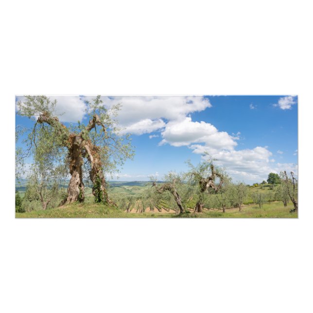 Träd i ett landskap i Toscana Fototryck (Framsidan)